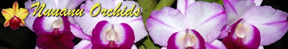 
      Nuuanu Orchids
    