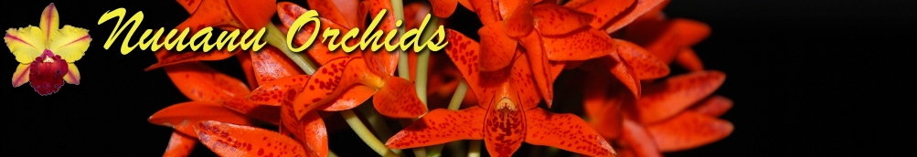 
      Nuuanu Orchids
    
